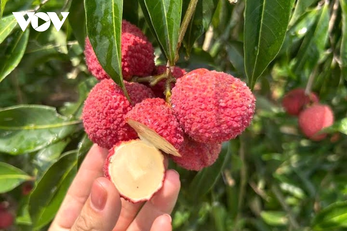 Vải thiều không hạt Trung Quốc đổ bộ chợ Việt, giá 700.000 đồng/kg